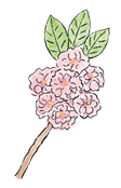 お花